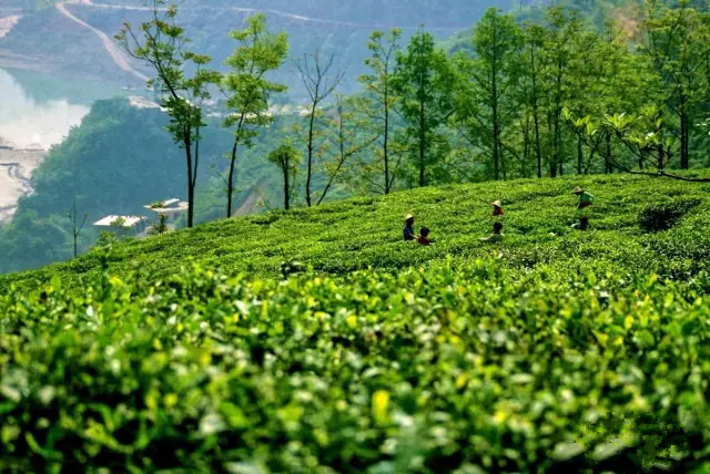 富硒茶有什么味道（味道茶富硒有什么功效）-硒宝网