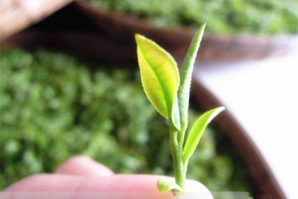 富硒茶有什么味道（味道茶富硒有什么功效）-硒宝网