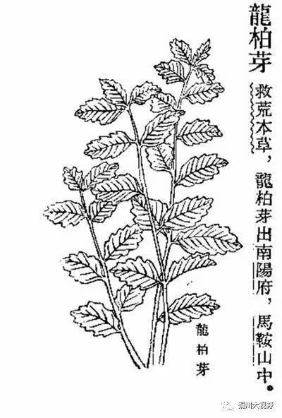 紫阳富硒茶的诗句（紫阳茶的诗）-硒宝网