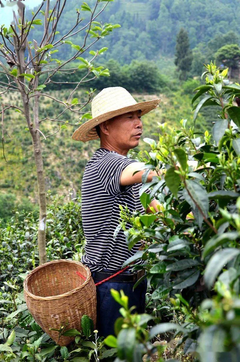 紫阳富硒茶的诗句（紫阳茶的诗）-硒宝网