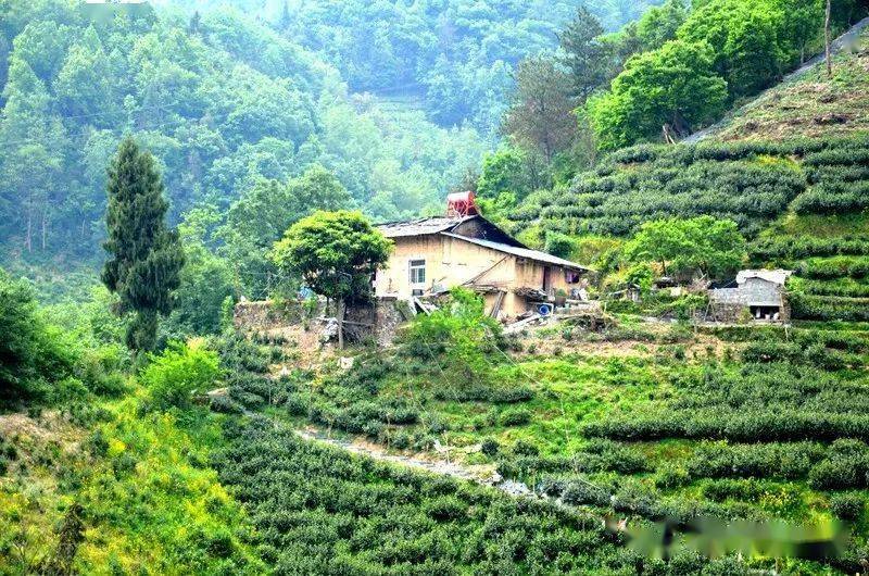 紫阳富硒茶的诗句（紫阳茶的诗）-硒宝网