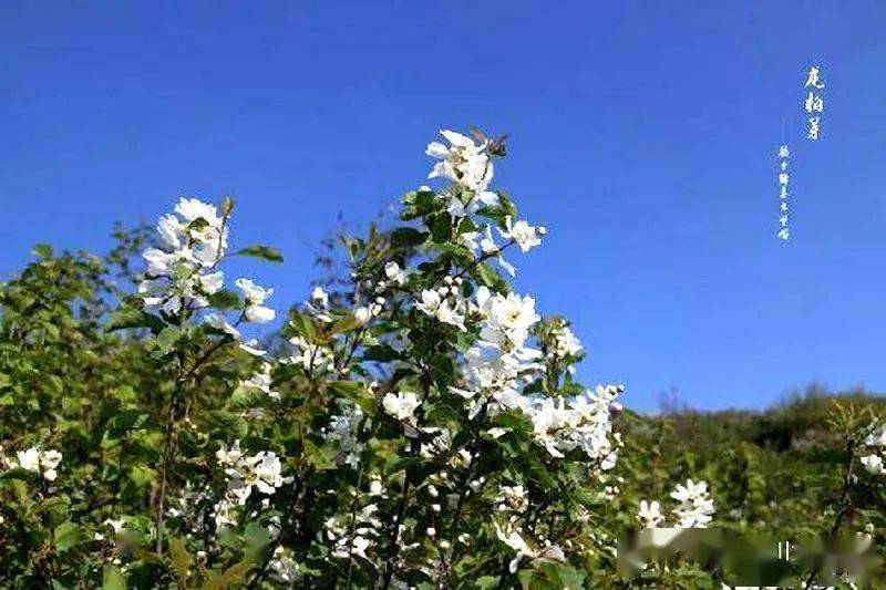 紫阳富硒茶的诗句（紫阳茶的诗）-硒宝网