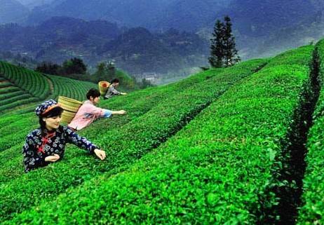 富硒茶在哪里购买（富硒茶产品的市场分析）-硒宝网