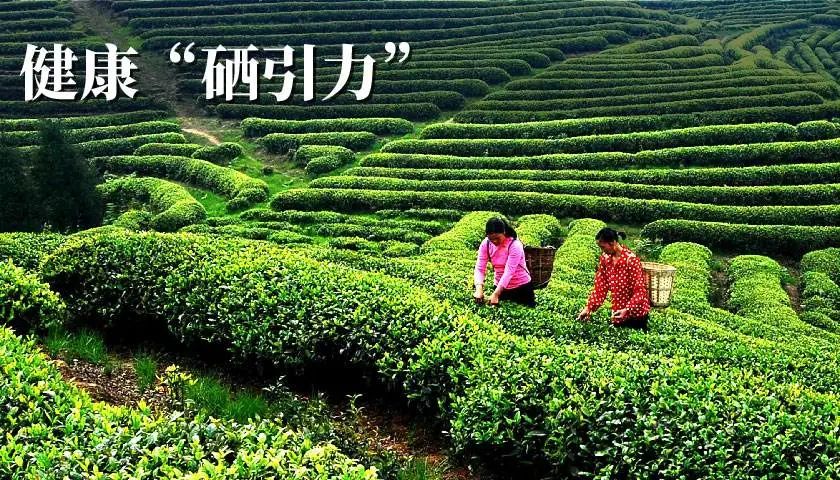 为什么富硒茶沉底（茶叶富硒）-硒宝网