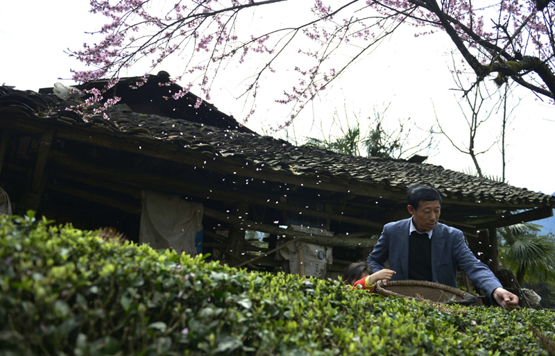 恩施富硒茶送来了（恩施硒茶礼盒）-硒宝网