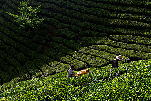 恩施富硒茶送来了（恩施硒茶礼盒）-硒宝网