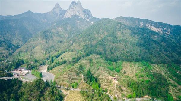 天柱山富硒富锌茶(天柱山新茶)-硒宝网
