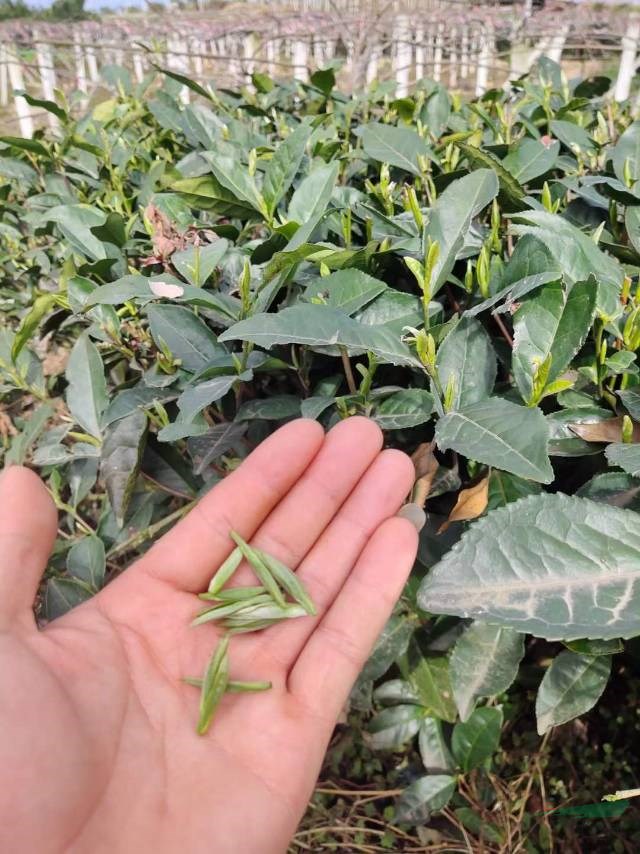 江苏富硒茶哪里买（富硒茶产品的市场分析）-硒宝网