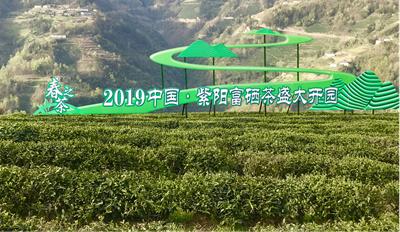 紫阳富硒茶产量图(紫阳富硒茶盒装的价格与作用)-硒宝网