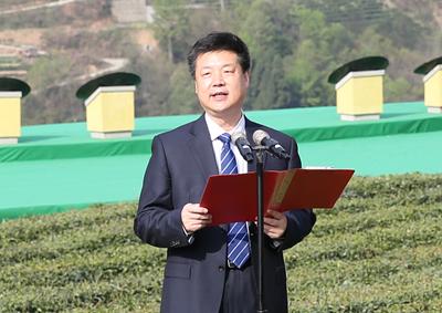 紫阳富硒茶产量图(紫阳富硒茶盒装的价格与作用)-硒宝网