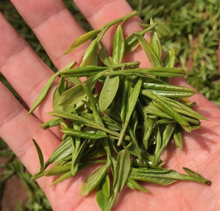 好喝的富硒茶玉露(喝茶玉露富硒好吗)-硒宝网