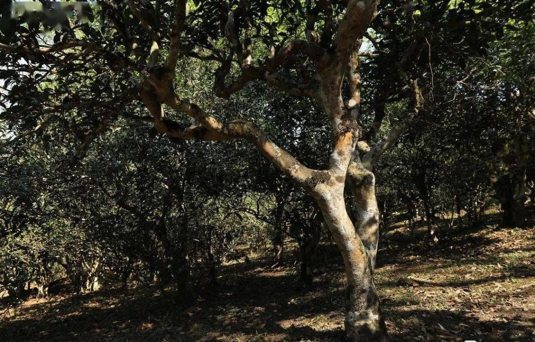 富硒茶的种植技术(种植茶富硒技术视频)-硒宝网