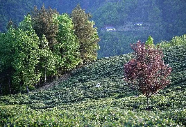安康牛蹄镇富硒茶(安康富硒茶园)-硒宝网