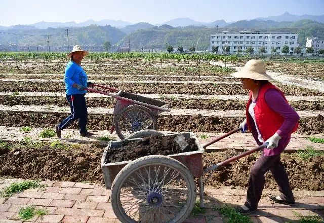 安康牛蹄镇富硒茶(安康富硒茶园)-硒宝网
