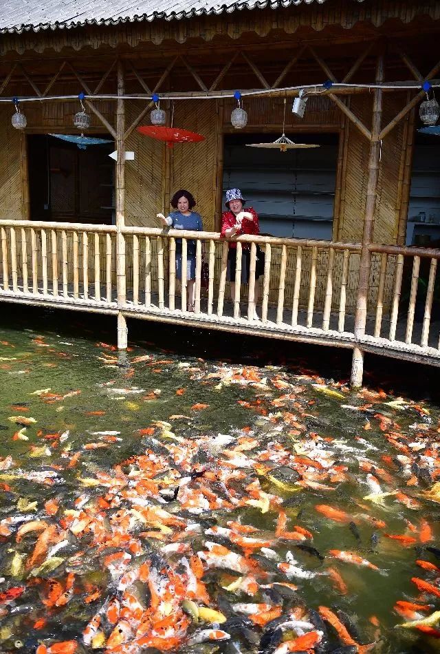 安康牛蹄镇富硒茶(安康富硒茶园)-硒宝网