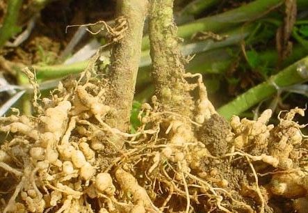 富硒茶的种植技术(富硒茶叶的工艺流程)-硒宝网