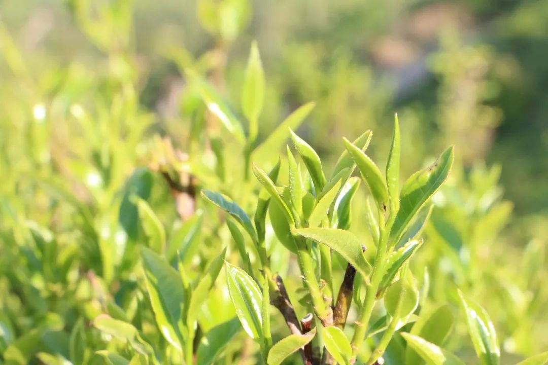 富硒茶的种植技术(富硒茶叶的工艺流程)-硒宝网