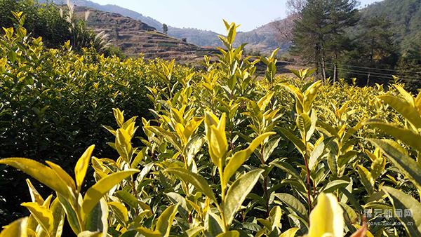 富硒茶的种植技术(富硒茶叶的工艺流程)-硒宝网