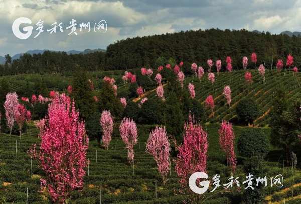 富硒茶用什么器具(器具茶富硒用量多少)-硒宝网