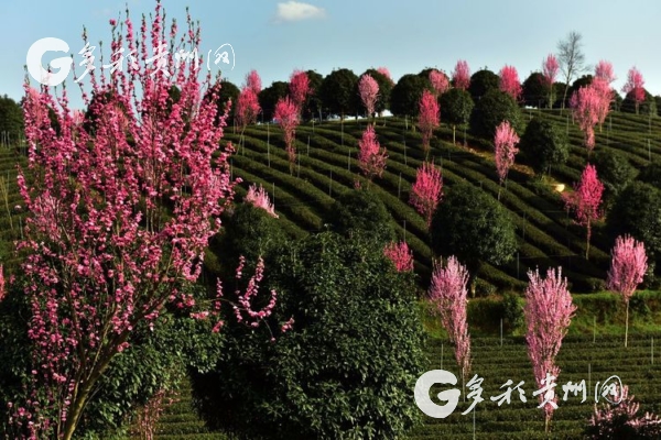 富硒茶用什么器具(器具茶富硒用量多少)-硒宝网