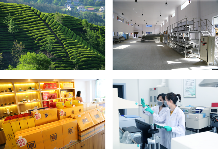 安康牛蹄镇富硒茶(安康富硒茶主要产自哪里)-硒宝网