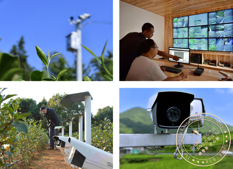 安康牛蹄镇富硒茶(安康富硒茶主要产自哪里)-硒宝网