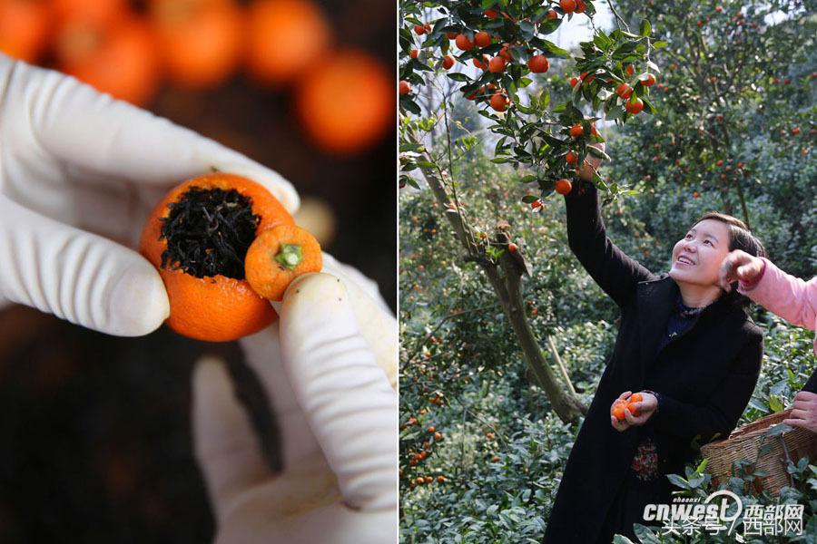 金钱桔紫阳富硒茶(金钱桔茶叶泡水喝有什么作用)-硒宝网