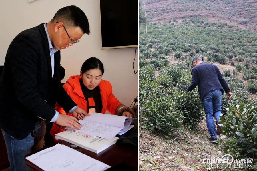 金钱桔紫阳富硒茶(金钱桔茶叶泡水喝有什么作用)-硒宝网