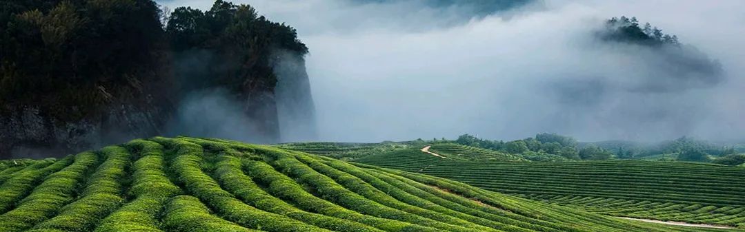 海南富硒茶哪里买（海南茶买富硒茶好不好）-硒宝网