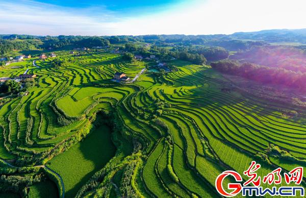 酉阳凤阳富锌硒茶(凤冈富锌富硒茶)-硒宝网