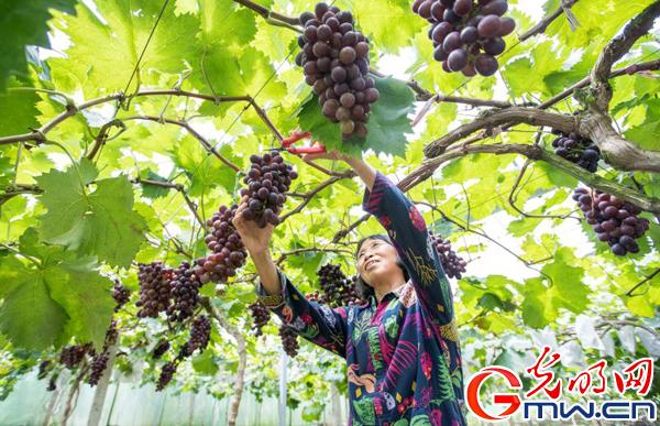 酉阳凤阳富锌硒茶(凤冈富锌富硒茶)-硒宝网