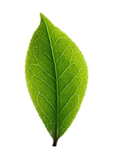 富硒茶多久有效果(效果茶富硒有哪些品牌)-硒宝网