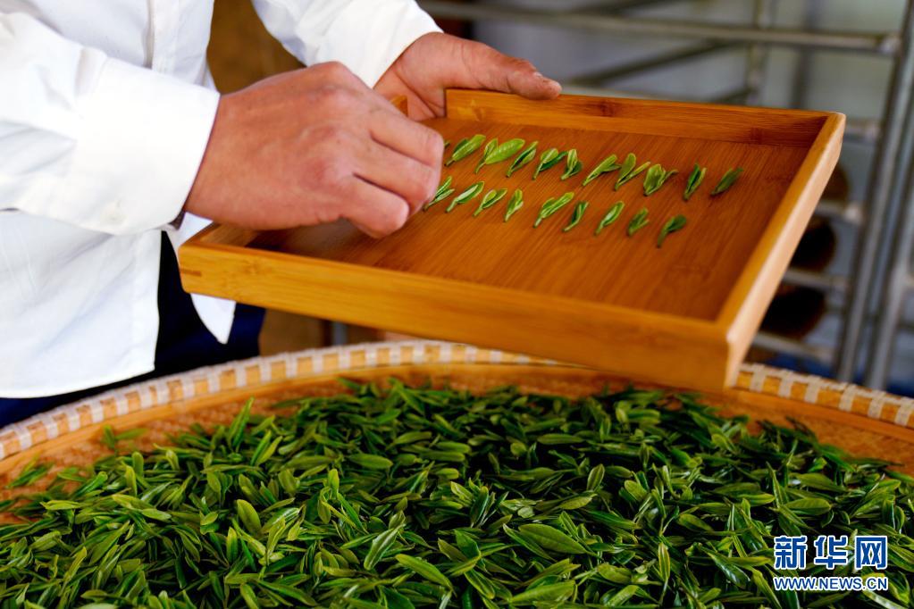 有名的富硒茶公司(富硒茶庄)-硒宝网