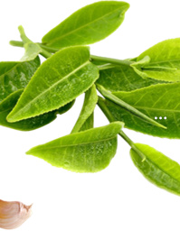 陕西富硒茶有名么(陕西富硒茶属于什么茶)-硒宝网