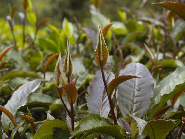 富硒茶 仙毫口味(仙毫茶是绿茶吗)-硒宝网