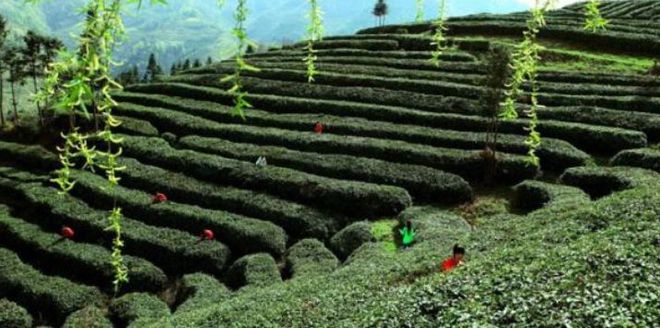 陕西富硒茶有名么(陕西富硒茶叶)-硒宝网