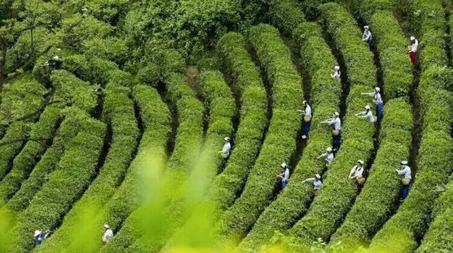 陕西富硒茶有名么(陕西富硒茶叶)-硒宝网