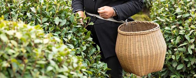 富硒茶 仙毫口味（仙毫茶叶的功效）-硒宝网