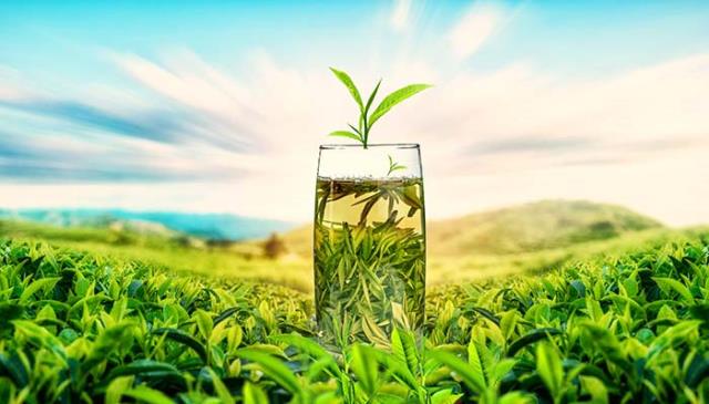 富硒茶 仙毫口味（仙毫茶叶的功效）-硒宝网