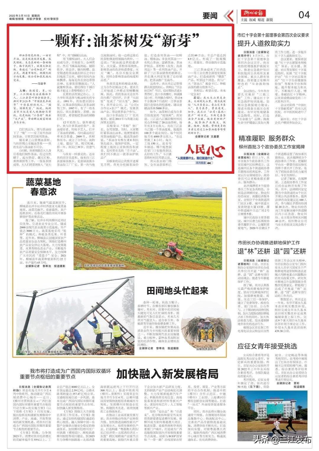 广西富硒茶饼价格(富硒茶多少钱一斤)-硒宝网