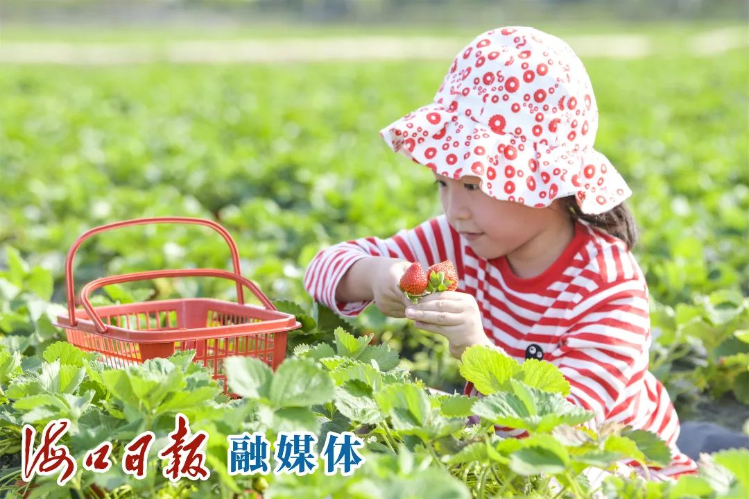 紫阳富硒茶采摘园（紫阳富硒茶山）-硒宝网