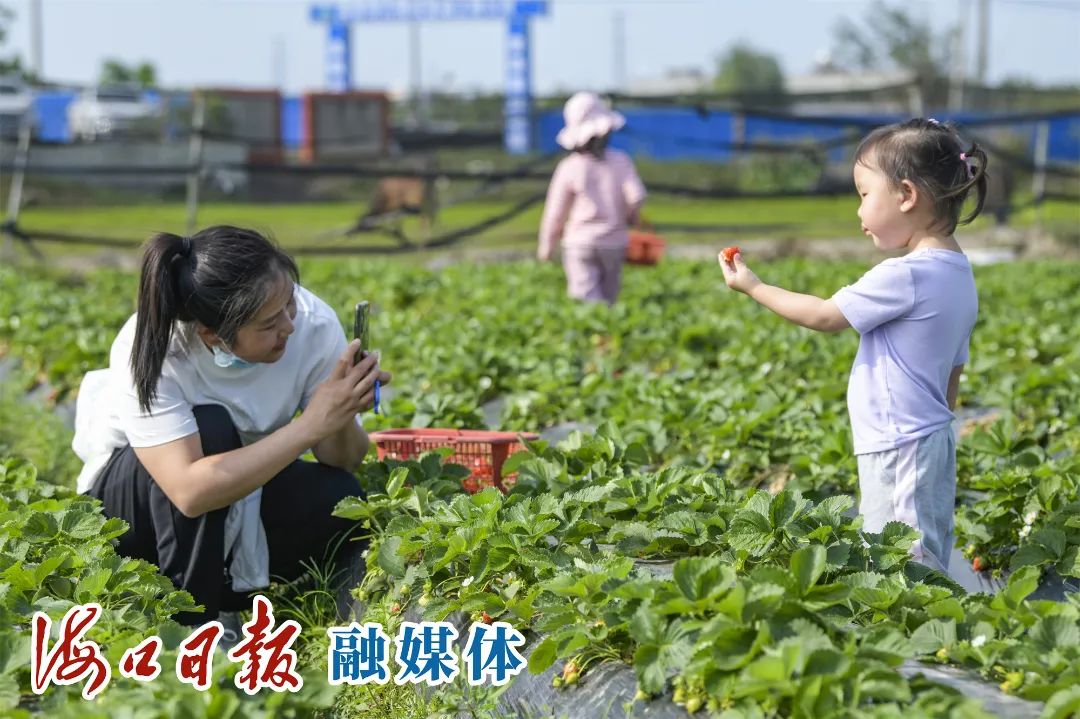 紫阳富硒茶采摘园（紫阳富硒茶山）-硒宝网