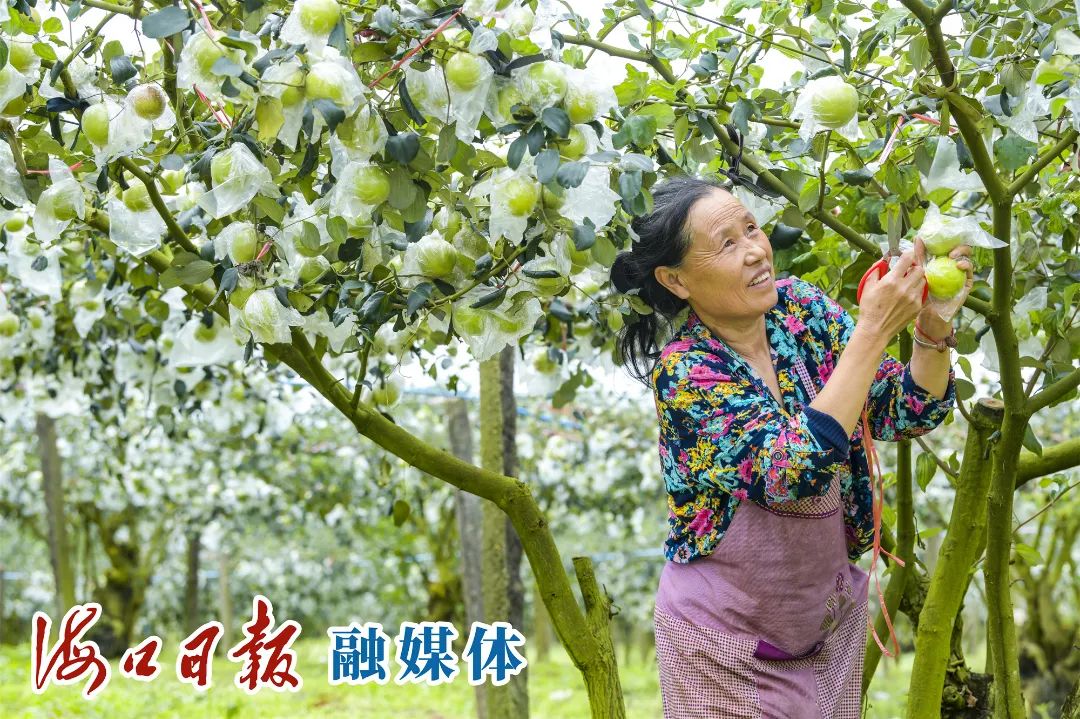 紫阳富硒茶采摘园（紫阳富硒茶山）-硒宝网