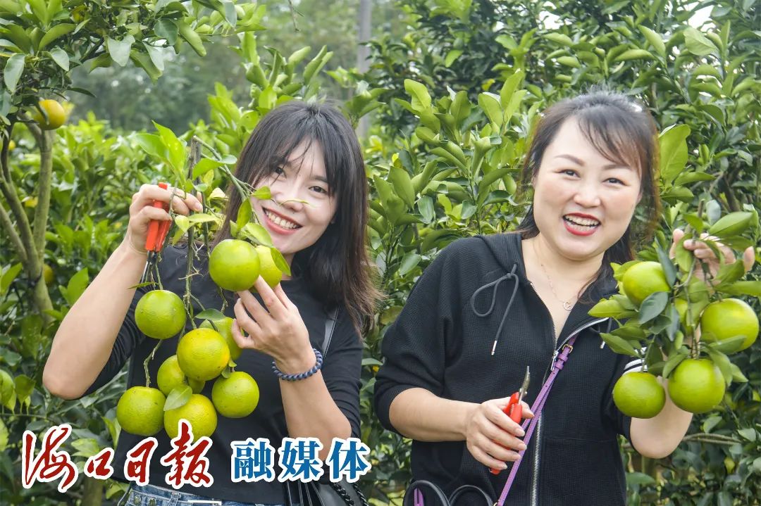 紫阳富硒茶采摘园（紫阳富硒茶山）-硒宝网