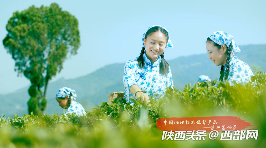 紫阳富硒茶的来历（紫阳富硒茶历史）-硒宝网