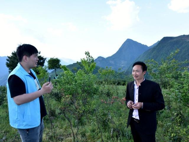 高山富硒茶向阳春（高山硒茶价格）-硒宝网