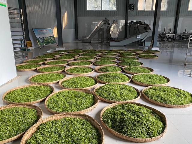 高山富硒茶向阳春（高山硒茶价格）-硒宝网