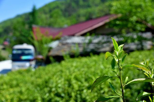 高山富硒茶向阳春（高山硒茶价格）-硒宝网