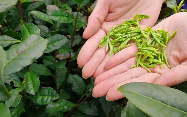 夏天喝恩施富硒茶(恩施富硒茶是什么香味)-硒宝网