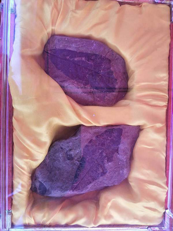 莓茶哪个部分富硒（茶莓富硒部分含量）-硒宝网